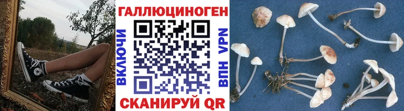 Купить  Болохово  Псилоцибиновые грибы Psilocybine cubensis 